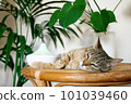 Tabby cat sleeping near home air humidifier or essential oil diffuser cleaning air and vaporizing steam up into the air. Ultrasonic technology. Taking care of health of children, plants and pets. 101039460