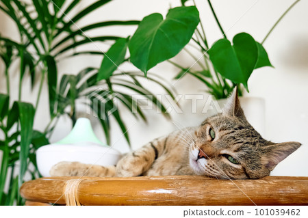 Tabby cat sleeping near home air humidifier or essential oil diffuser cleaning air and vaporizing steam up into the air. Ultrasonic technology. Taking care of health of children, plants and pets. Tabby cat sleeping near home air humidifier or essential oil diffuser cleaning air and vaporizing steam up into the air. Ultrasonic technology. Taking care of health of children, plants and pets. 101039462