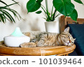 Tabby cat sleeping near home air humidifier or essential oil diffuser cleaning air and vaporizing steam up into the air. Ultrasonic technology. Taking care of health of children, plants and pets. 101039464