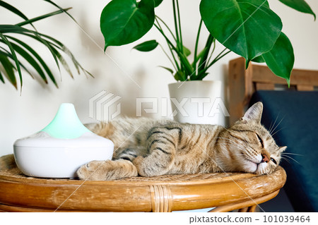 Tabby cat sleeping near home air humidifier or essential oil diffuser cleaning air and vaporizing steam up into the air. Ultrasonic technology. Taking care of health of children, plants and pets. 101039464
