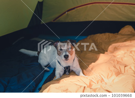 Tired dog resting in campsite tent after difficult hiking day 101039668