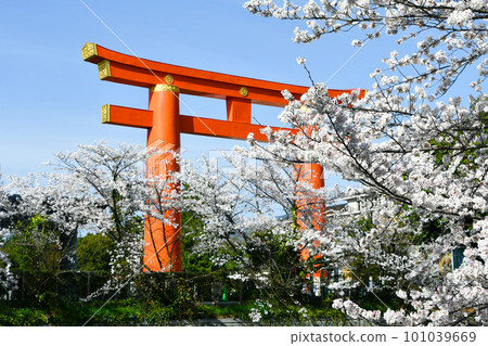 Kyoto Heian Shrine Torii and cherry blossoms in full bloom Kyoto Heian Shrine Torii and cherry blossoms in full bloom 101039669