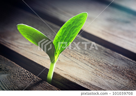 sprout sprouting across wooden floor 101039708