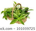 basket different varieties of basil 101039725