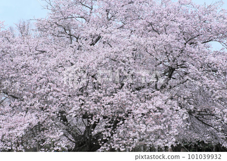 櫻花盛開的大羽城跡公園 櫻花盛開的大羽城跡公園 101039932