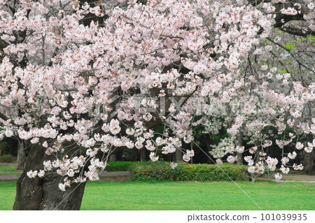 櫻花盛開的大羽城跡公園 櫻花盛開的大羽城跡公園 101039935