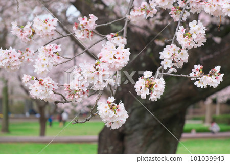 櫻花盛開的大羽城跡公園 櫻花盛開的大羽城跡公園 101039943