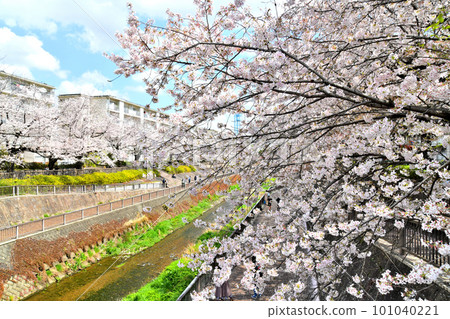 Cherry blossoms along the Shakujii River / Near Minami Tanaka Residence (Nerima Ward, Tokyo) [March 2023] 101040221