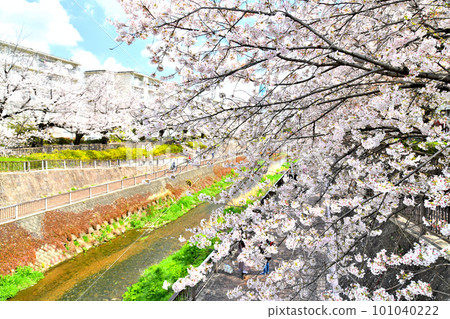 Cherry blossoms along the Shakujii River / Near Minami Tanaka Residence (Nerima Ward, Tokyo) [March 2023] 101040222