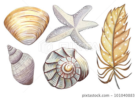 Watercolor underwater set. Starfish, seashells, feather on a white background. 101040883