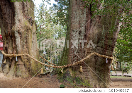 大雪松夫婦杉特別天然紀念物高知縣 大雪松夫婦杉特別天然紀念物高知縣 101040927