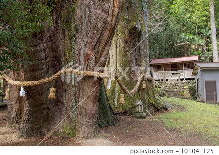 Large Cedar Meotosugi Special Natural Monument Kochi Prefecture 101041125