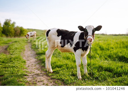 Calf eating green grass under the blue sky. Farm baby animal. 101041246