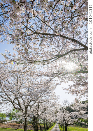 Scenery of Yoshino cherry blossoms in full bloom in the spring sunshine Scenery of Yoshino cherry blossoms in full bloom in the spring sunshine 101041513