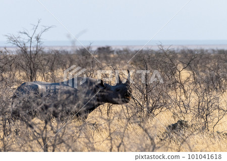 Black Rhino in Etosha Black Rhino in Etosha 101041618