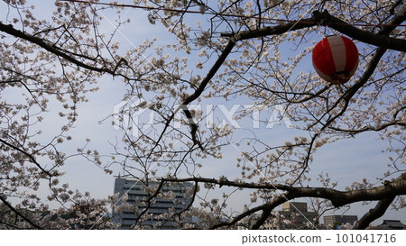 balloon floating in cherry blossoms balloon floating in cherry blossoms 101041716