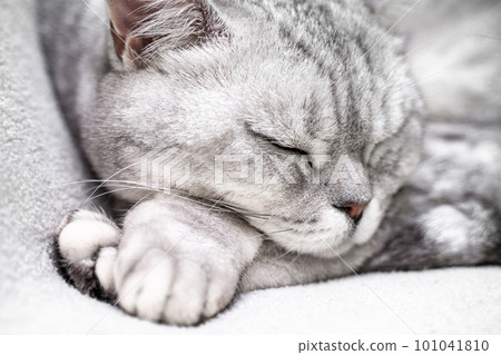 scottish straight cat is sleeping. Close-up of the muzzle of a sleeping cat with closed eyes. Against the backdrop of a light blanket. Favorite pets, cat food. scottish straight cat is sleeping. Close-up of the muzzle of a sleeping cat with closed eyes. Against the backdrop of a light blanket. Favorite pets, cat food. 101041810