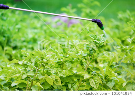 Potato field. Treatment of the plant against diseases with a sprayer. No phytophthora. 101041954