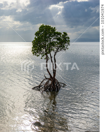 A single mangrove in Nagura Bay A single mangrove in Nagura Bay 101041974