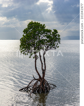 名倉灣的一片紅樹林 101041977