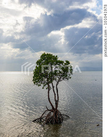 名倉灣的一片紅樹林 101041978