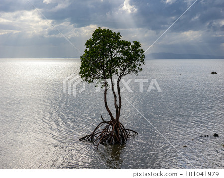 名倉灣的一片紅樹林 名倉灣的一片紅樹林 101041979