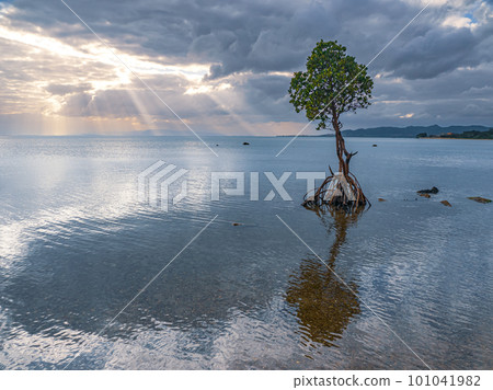 名倉灣的一片紅樹林 101041982