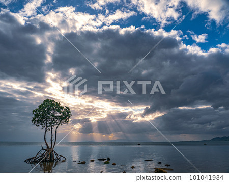 名倉灣的一片紅樹林 101041984