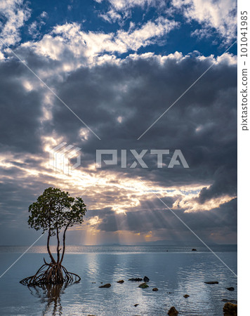 名倉灣的一片紅樹林 101041985