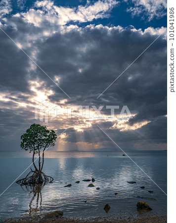 名倉灣的一片紅樹林 名倉灣的一片紅樹林 101041986