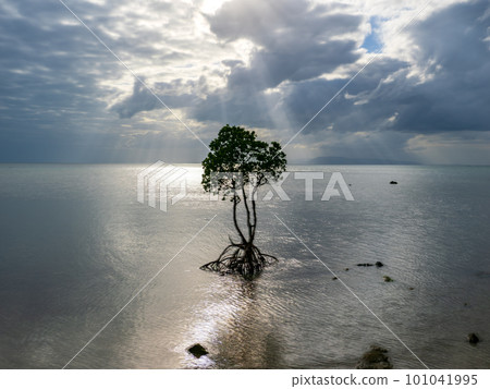 名倉灣的一片紅樹林 名倉灣的一片紅樹林 101041995