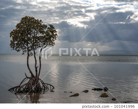 名倉灣的一片紅樹林 名倉灣的一片紅樹林 101041996