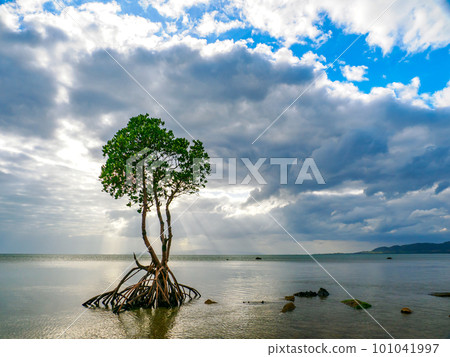 名倉灣的一片紅樹林 101041997