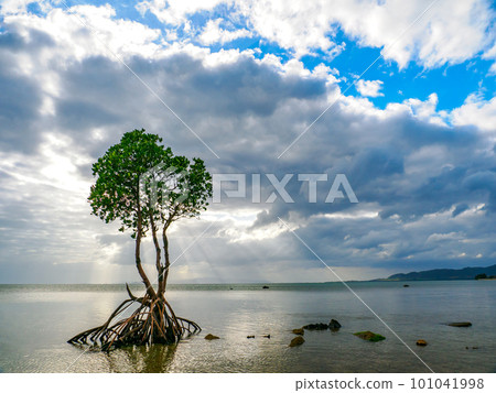 名倉灣的一片紅樹林 名倉灣的一片紅樹林 101041998