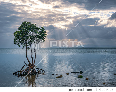 名倉灣的一片紅樹林 101042002