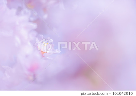 Image of fluffy cherry blossoms 101042010