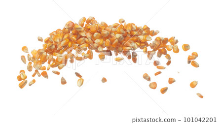 Corn dried seed grain fly in mid air. Yellow Golden corn seed falling scatter, explosion float in shape form line group. White background isolated freeze motion high speed shutter 101042201