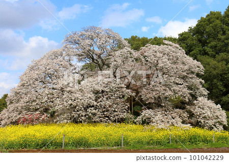 Yoshitaka的大櫻花和油菜花 千葉縣印西市山櫻Yoshitaka 樹齡超過300年的單株櫻花被指定為天然紀念物 Yoshitaka的大櫻花和油菜花 千葉縣印西市山櫻Yoshitaka 樹齡超過300年的單株櫻花被指定為天然紀念物 101042229