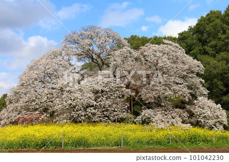 Yoshitaka的大櫻花和油菜花 千葉縣印西市山櫻Yoshitaka 樹齡超過300年的單株櫻花被指定為天然紀念物 Yoshitaka的大櫻花和油菜花 千葉縣印西市山櫻Yoshitaka 樹齡超過300年的單株櫻花被指定為天然紀念物 101042230
