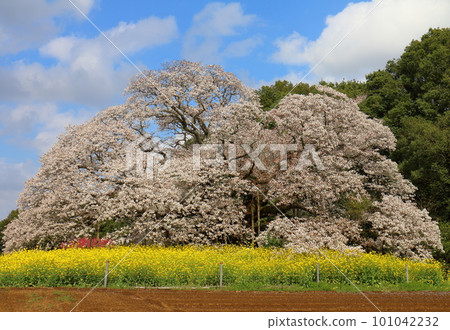 Yoshitaka的大櫻花和油菜花 千葉縣印西市山櫻Yoshitaka 樹齡超過300年的單株櫻花被指定為天然紀念物 101042232