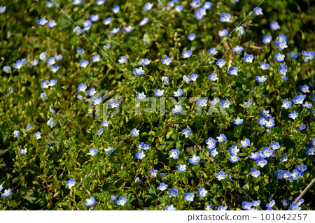 Blue Veronica flowers blooming in a spring field 101042257