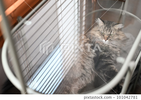From above view of cute grey fluffy cat lying on glass table. Domestic cat, cop space for text From above view of cute grey fluffy cat lying on glass table. Domestic cat, cop space for text 101042781