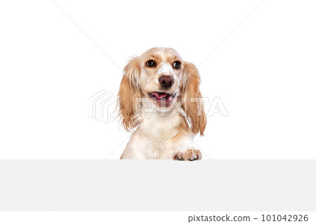 Studio image of smart, cute, lovely dog, english cocker spaniel peeking out table and smiling against white background. Studio image of smart, cute, lovely dog, english cocker spaniel peeking out table and smiling against white background. 101042926