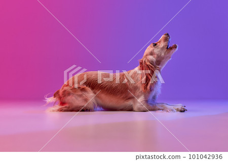 Studio image of beautiful dog, golden english cocker spaniel lying and howling against gradient pink purple background. 101042936
