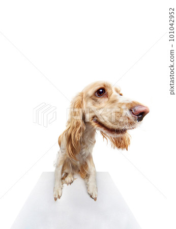 Studio fish-eye image of beautiful dog's muzzle, english cocker spaniel looking at camera against white background. 101042952