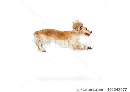 Studio image of active, playful, beautiful dog, english cocker spaniel in motion, running against white background. Hunting dog Studio image of active, playful, beautiful dog, english cocker spaniel in motion, running against white background. Hunting dog 101042977