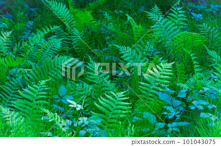 bright green fern leaves 101043075