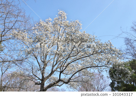 春天藍天映襯下盛開的石妮花 101043317