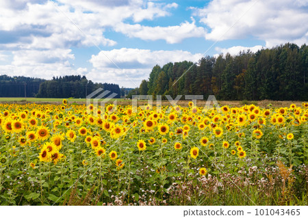 Field of blooming sunflowers on a background of blue sky, Finland 101043465
