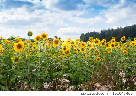 Field of blooming sunflowers on a background of blue sky, Finland 101043466